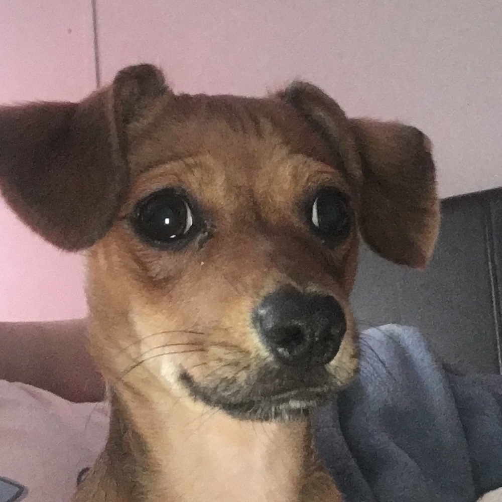 Meet your Posher, Brandy